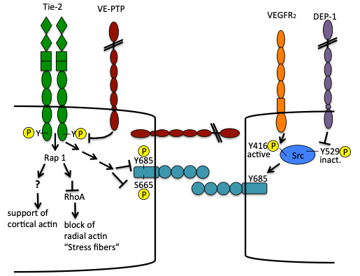 Picture showing a schematic description.