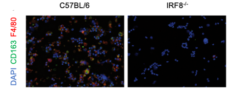 Picture with two areas showing microscope image.