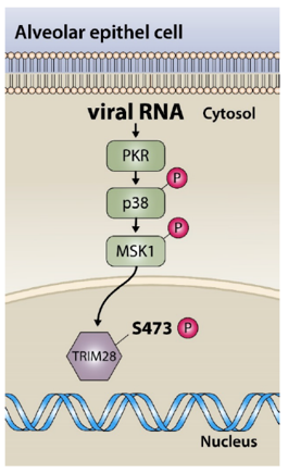 Picture showing a schematic description.