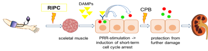 Picture showing a schematic description.